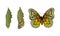 Chrysalis or Nympha as Pupal Stage of Butterfly Development Vector Set