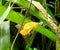 Chrysalis in Papua New Guinea Kimbe Bay