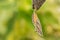 Chrysalis of the peacock caterpillar