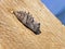 Chrysalis or Pupa of the daily butterfly in the valley of the Sihlsee Lake, Willerzell