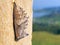 Chrysalis or Pupa of the daily butterfly in the valley of the Sihlsee Lake, Willerzell