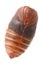 Chrysalis silkworm