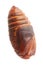 Chrysalis silkworm