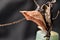 Chrysalis of Spicebush Swallowtail butterfly