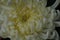 Chrysanthemum