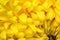 Chrysanthemum abstract background