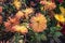 Chrysanthemum. Autumn Flowers. Beautiful Autumn pink, purple, violet, white Chrysanthemum Flowers. Postcard, greetings. Banner