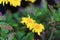 a chrysanthemum, Autumn flowers in the garden