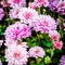 Chrysanthemum background