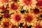 Chrysanthemum Background in Orange Nature