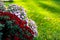 The Chrysanthemum bloom in the garden.