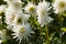 Chrysanthemum blooming at garden