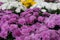 Chrysanthemum blossom pink floral background. Fresh natural bouquet of chrysanthemum flowers