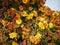 Chrysanthemum blossoming with different colors