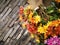 Chrysanthemum blossoming with different colors