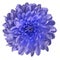 Chrysanthemum blue-violet. Flower on isolated white ba ckground with clipping path without shadows. Close-up. For design.