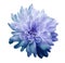 Chrysanthemum blue-violet. Flower on isolated white background with clipping path without shadows. Close-up. For design.