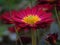 Chrysanthemum `Bonnie Red`. Chrysanthemum Flowers `Cottage Apricot`. Beautiful vibrant red and yellow autumn garden flower.