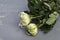 Chrysanthemum branch with closed flowers on gray concrete background