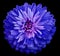 Chrysanthemum bright blue flower. On the black isolated background with clipping path. Closeup no shadows. Garden flower.