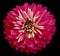 Chrysanthemum bright pink flower on the black isolated background with clipping path. Closeup no shadows. Garden flower.
