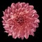 Chrysanthemum bright pink. Flower on isolated black background with clipping path without shadows. Close-up. For design.