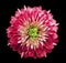 Chrysanthemum bright pink. Flower on isolated black background with clipping path without shadows. Close-up. For design.