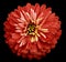 Chrysanthemum bright red flower on the black isolated background with clipping path. Closeup no shadows. Garden flower.