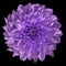 Chrysanthemum bright violet. Flower on isolated black background with clipping path without shadows. Close-up. For design.