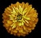 Chrysanthemum bright yellow flower on the black isolated background with clipping path. Closeup no shadows. Garden flower.