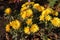 Chrysanthemum bush with amber yellow flowers