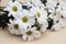 Chrysanthemum camomile White Flower Bouquet over Neutral Beige Background with Copy space.