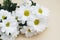 Chrysanthemum camomile White Flower Bouquet over Neutral Beige Background with Copy space.