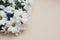 Chrysanthemum camomile White Flower Bouquet over Neutral Beige Background with Copy space.