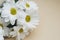 Chrysanthemum camomile White Flower Bouquet over Neutral Beige Background with Copy space.