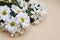 Chrysanthemum camomile White Flower Bouquet over Neutral Beige Background with Copy space.