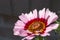 Chrysanthemum carinatum - Painted Daisy - Flower - Close up - Garden nursery - Botanical - Plants - Floristry
