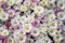 Chrysanthemum carpet floral background