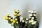 Chrysanthemum Chrysanthemum Asparagaceae. Countless horticultural varieties and cultivars exist. Perennial herbaceous. Colorful
