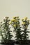 Chrysanthemum Chrysanthemum Asparagaceae. Countless horticultural varieties and cultivars exist. Perennial herbaceous. Colorful.