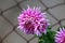 Chrysanthemum or Chrysanths flowering plants with fully open blooming violet flowers growing in front of metal wire fence in local