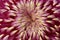 Chrysanthemum closeup