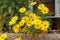 Chrysanthemum coronarium blossom