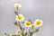 Chrysanthemum coronarium flower