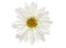 Chrysanthemum daisy