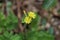 Chrysanthemum Dendranthema lavandulifolium Yellow Flower