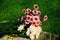 Chrysanthemum, Dendranthemum grandifflora