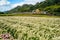 Chrysanthemum farm and railway in miaoli, taiwan