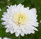 Chrysanthemum flower