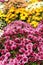 Chrysanthemum flower autumn scene